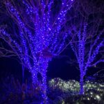 tree wraps Lights Around Virginia