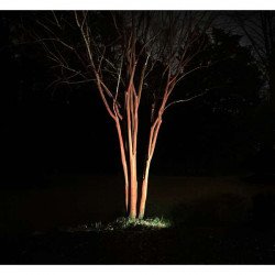 uplighting20warm20white20on20tree20Lights20around 1696419071 Outdoor Uplighting