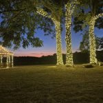 Tree trunks wrapped in warm white lights