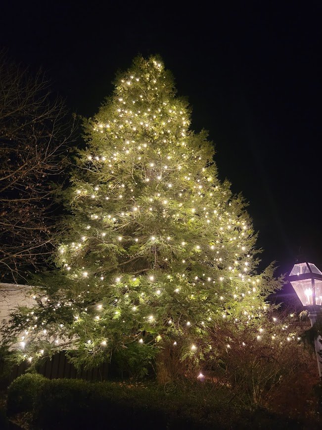 Giant evergreen Christmas tree decorated with lights Photo Gallery