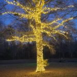Mature tree with trunk and branches wrapped in warm white lights