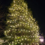 Evergreen up to 30 feet wrapped in Christmas lights