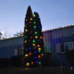 Evergreen up to 18 feet wrapped in Christmas lights