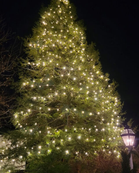 3020foot20plus20tree20with20Christmas20Lights_1764076256_big