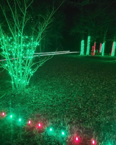 Ground lights and tree lights for Christmas professionally installed in Northern Virginia