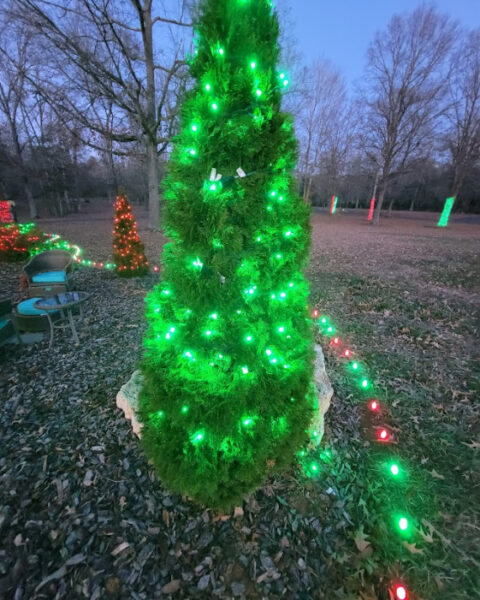 Outdoor evergreen tree wrapped in bright green Christmas lights