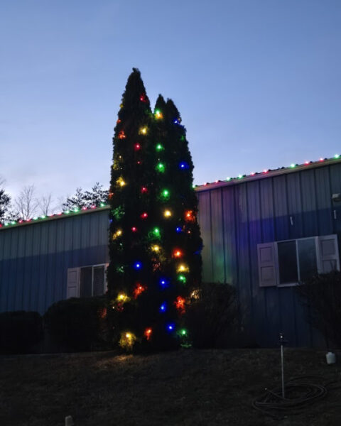 Tall outdoor evergreen tree illuminated with colorful Christmas lights standing in front of a building at dusk.